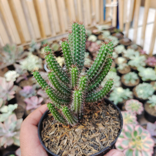 Euphorbia Baioensis, real gallery image #2 plants. Picture taken directly from kaktus.id community Euphorbia farmer green houses.