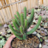 Euphorbia Baioensis, real gallery image #3 plants. Picture taken directly from kaktus.id community Euphorbia farmer green houses.