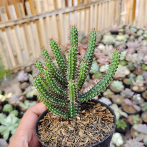 Euphorbia Baioensis, real gallery image #4 plants. Picture taken directly from kaktus.id community Euphorbia farmer green houses.