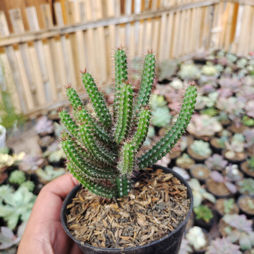 Euphorbia Baioensis, real gallery image #5 plants. Picture taken directly from kaktus.id community Euphorbia farmer green houses.