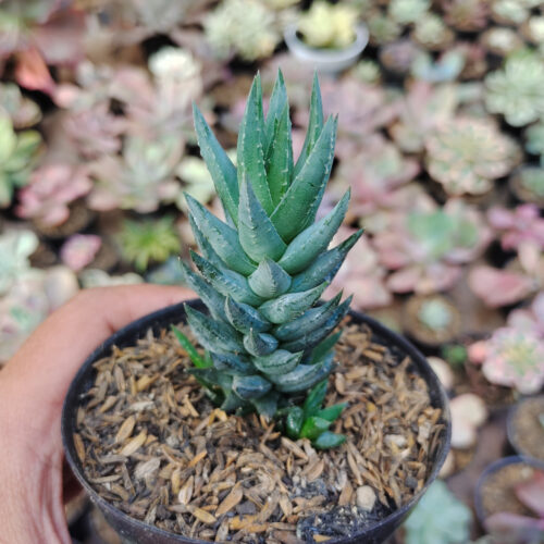 Haworthiopsis Coarctata F. Greenii, real gallery image #2 plants. Picture taken directly from kaktus.id community Haworthiopsis farmer green houses.
