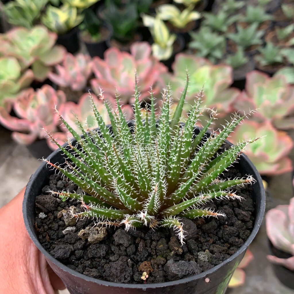 kaktus.id