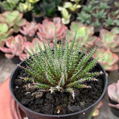 Aloe Haworthioides Baker, real gallery image #5 plants. Picture taken directly from kaktus.id community Aloe farmer green houses.