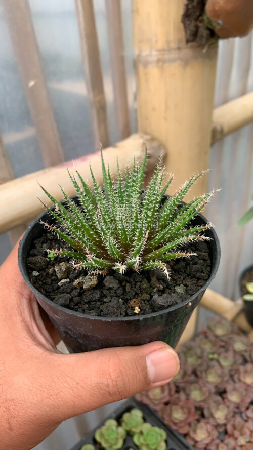 Aloe Haworthioides Baker, real gallery image #4 plants. Picture taken directly from kaktus.id community Aloe farmer green houses.