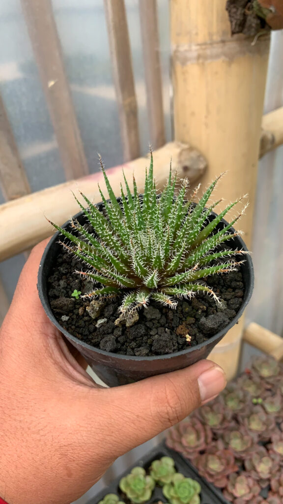 kaktus.id