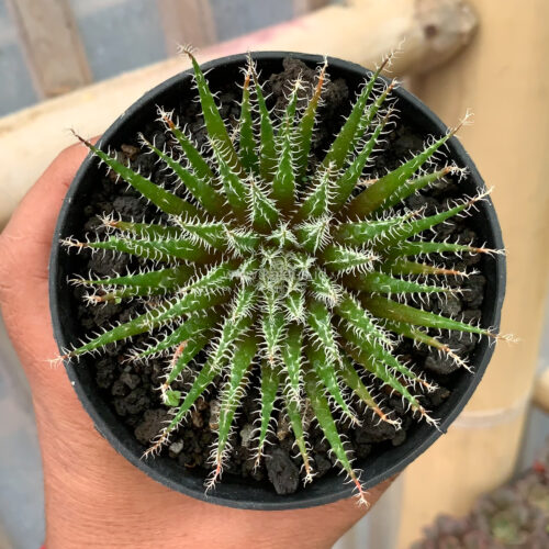 Aloe Haworthioides Baker, real gallery image #2 plants. Picture taken directly from kaktus.id community Aloe farmer green houses.