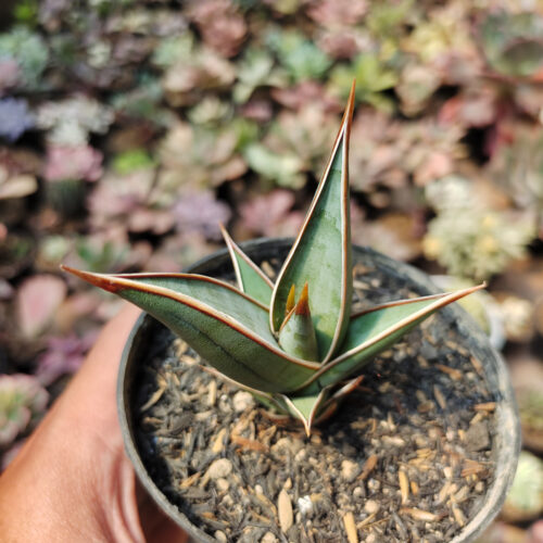 Sansevieria Pinguicula, real gallery image #4 plants. Picture taken directly from kaktus.id community Sansevieria farmer green houses.
