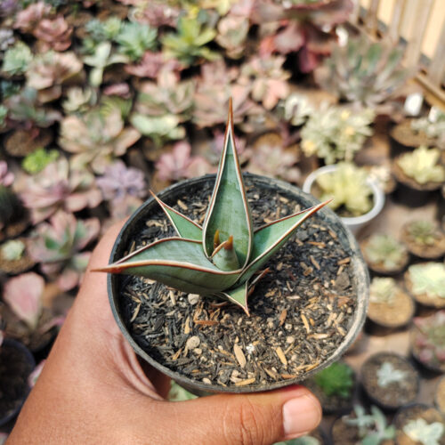 Sansevieria Pinguicula, real gallery image #9 plants. Picture taken directly from kaktus.id community Sansevieria farmer green houses.