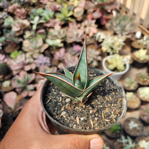 Sansevieria Pinguicula, real gallery image #12 plants. Picture taken directly from kaktus.id community Sansevieria farmer green houses.