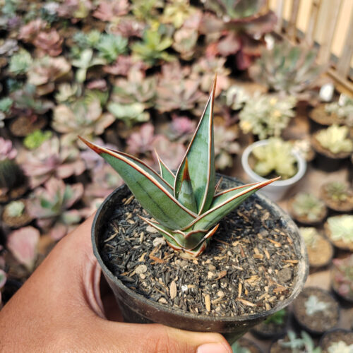 Sansevieria Pinguicula, real gallery image #14 plants. Picture taken directly from kaktus.id community Sansevieria farmer green houses.