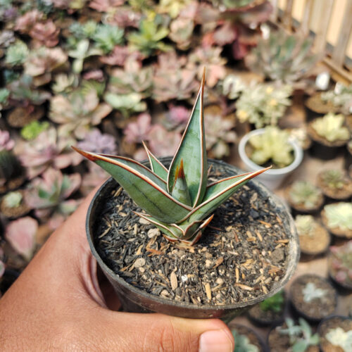 Sansevieria Pinguicula, real gallery image #15 plants. Picture taken directly from kaktus.id community Sansevieria farmer green houses.