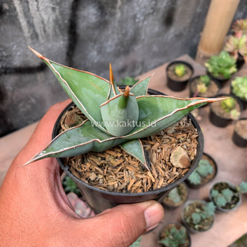 Sansevieria Pinguicula, real gallery image #16 plants. Picture taken directly from kaktus.id community Sansevieria farmer green houses.