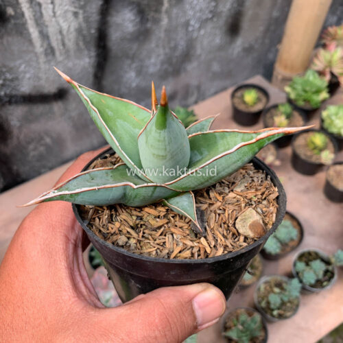 Sansevieria Pinguicula, real gallery image #18 plants. Picture taken directly from kaktus.id community Sansevieria farmer green houses.