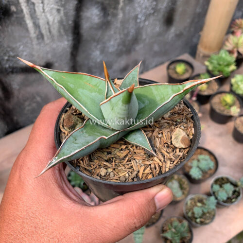 Sansevieria Pinguicula, real gallery image #20 plants. Picture taken directly from kaktus.id community Sansevieria farmer green houses.