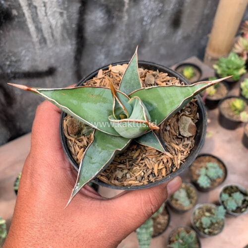 Sansevieria Pinguicula, real gallery image #1 plants. Picture taken directly from kaktus.id community Sansevieria farmer green houses.