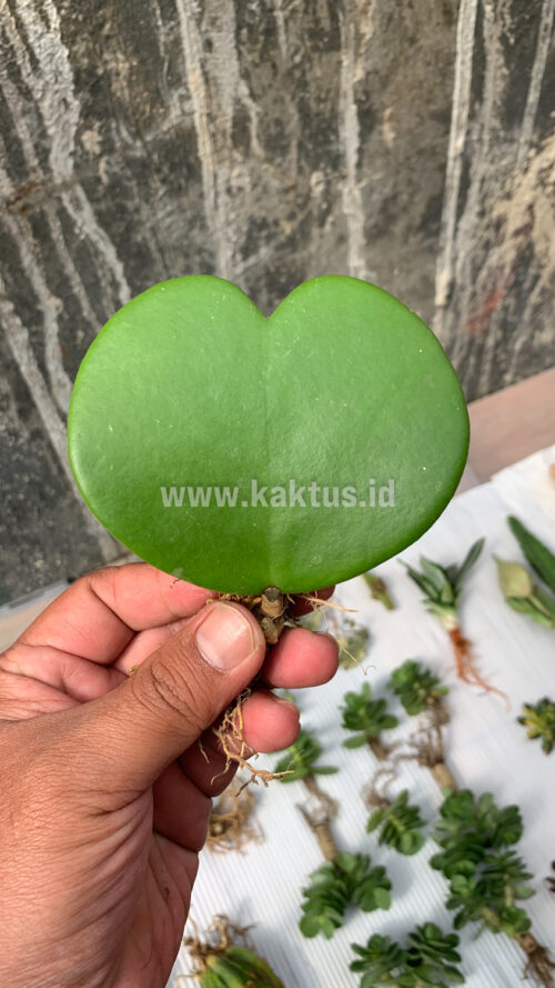 Hoya 'Heart' Kerrii, real gallery image #7 plants. Picture taken directly from kaktus.id community Hoya farmer green houses.