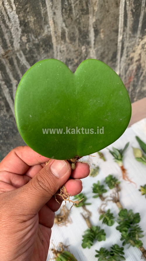Hoya 'Heart' Kerrii, real gallery image #6 plants. Picture taken directly from kaktus.id community Hoya farmer green houses.