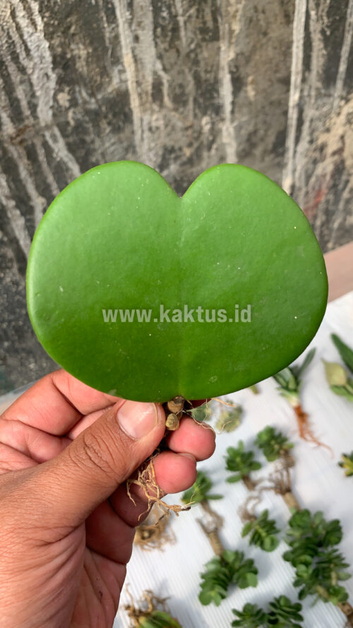 Hoya 'Heart' Kerrii, real gallery image #5 plants. Picture taken directly from kaktus.id community Hoya farmer green houses.