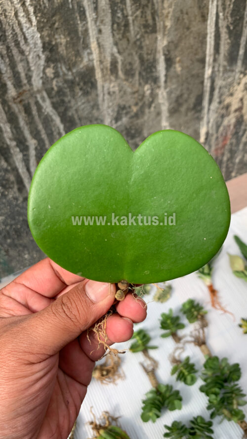 Hoya 'Heart' Kerrii, real gallery image #4 plants. Picture taken directly from kaktus.id community Hoya farmer green houses.