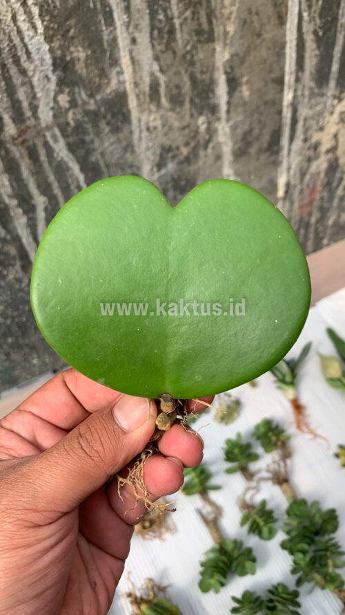 Hoya 'Heart' Kerrii, real gallery image #3 plants. Picture taken directly from kaktus.id community Hoya farmer green houses.