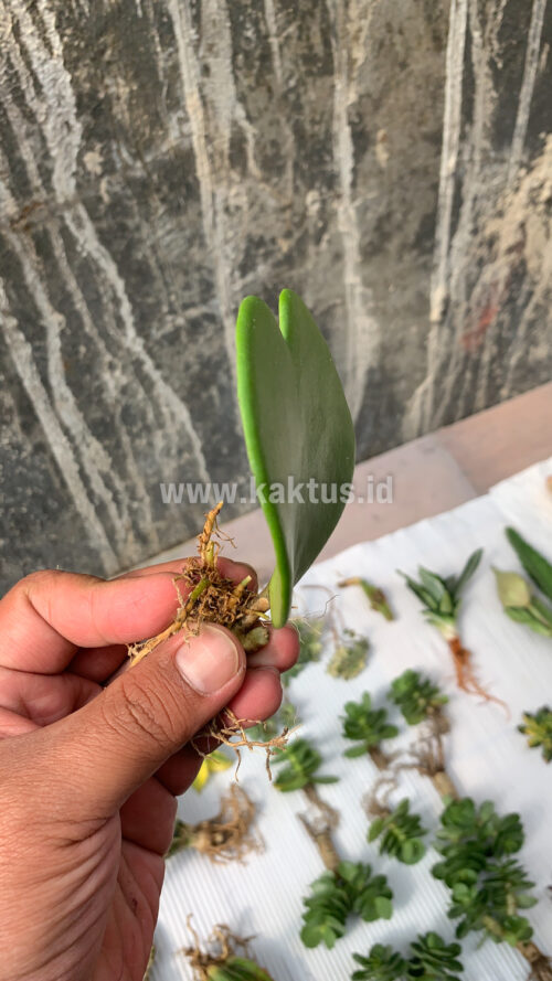 Hoya 'Heart' Kerrii, real gallery image #2 plants. Picture taken directly from kaktus.id community Hoya farmer green houses.
