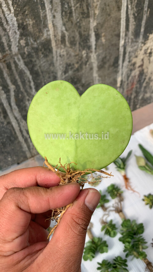 Hoya 'Heart' Kerrii, real gallery image #1 plants. Picture taken directly from kaktus.id community Hoya farmer green houses.