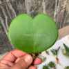 Hoya 'Heart' Kerrii, real feature image plant. Picture taken directly from kaktus.id community Hoya farmer green houses.