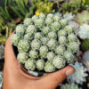 Mammillaria Gracilis Cluster, real gallery image #2 plants. Picture taken directly from kaktus.id community Mammillaria farmer green houses.