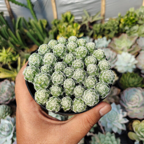 Mammillaria Gracilis Cluster, real gallery image #3 plants. Picture taken directly from kaktus.id community Mammillaria farmer green houses.
