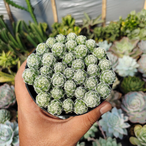 Mammillaria Gracilis Cluster, real gallery image #4 plants. Picture taken directly from kaktus.id community Mammillaria farmer green houses.