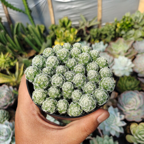 Mammillaria Gracilis Cluster, real gallery image #5 plants. Picture taken directly from kaktus.id community Mammillaria farmer green houses.