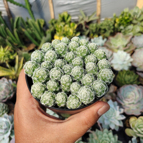 Mammillaria Gracilis Cluster, real gallery image #1 plants. Picture taken directly from kaktus.id community Mammillaria farmer green houses.