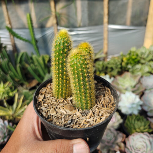 Cleistocactus Winteri, real gallery image #1 plants. Picture taken directly from kaktus.id community Cleistocactus farmer green houses.