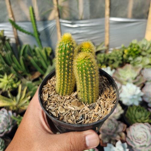 Cleistocactus Winteri, real gallery image #2 plants. Picture taken directly from kaktus.id community Cleistocactus farmer green houses.