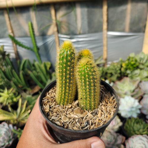 Cleistocactus Winteri, real gallery image #3 plants. Picture taken directly from kaktus.id community Cleistocactus farmer green houses.