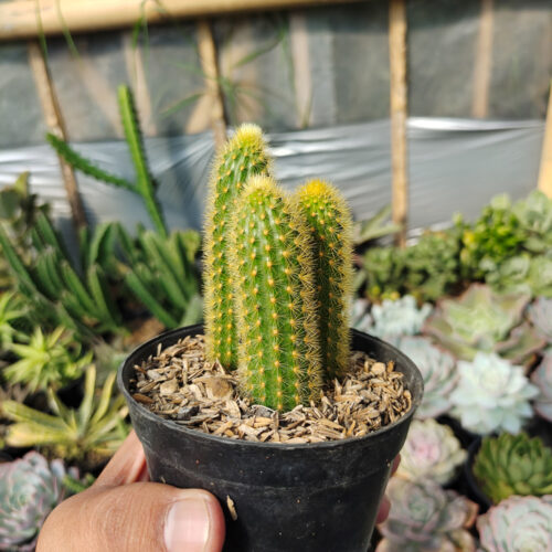 Cleistocactus Winteri, real gallery image #4 plants. Picture taken directly from kaktus.id community Cleistocactus farmer green houses.