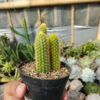 Cleistocactus Winteri, real gallery image #5 plants. Picture taken directly from kaktus.id community Cleistocactus farmer green houses.