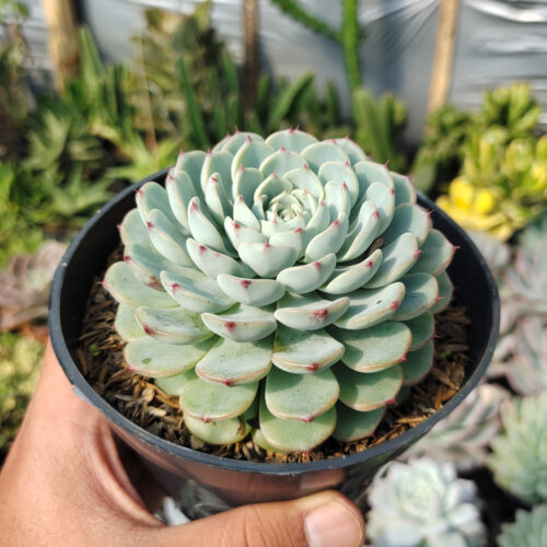 Echeveria Blue Minima Size 11 Cm, real gallery image #2 plants. Picture taken directly from kaktus.id community Echeveria farmer green houses.