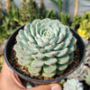 Echeveria Blue Minima Size 11 Cm, real gallery image #3 plants. Picture taken directly from kaktus.id community Echeveria farmer green houses.