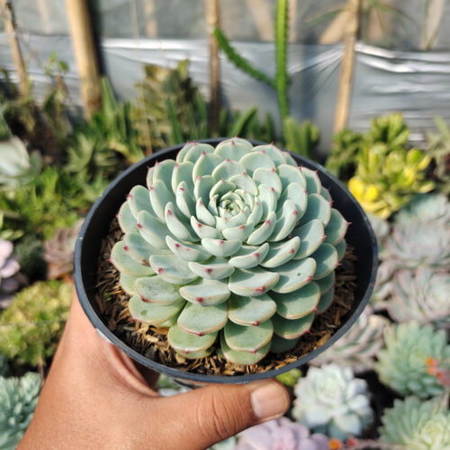 Echeveria Blue Minima Size 11 Cm, real gallery image #4 plants. Picture taken directly from kaktus.id community Echeveria farmer green houses.