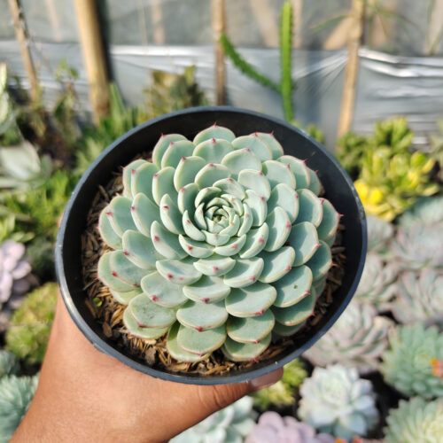 Echeveria Blue Minima Size 11 Cm, real gallery image #5 plants. Picture taken directly from kaktus.id community Echeveria farmer green houses.