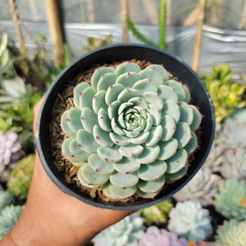Echeveria Blue Minima Size 11 Cm, real gallery image #6 plants. Picture taken directly from kaktus.id community Echeveria farmer green houses.