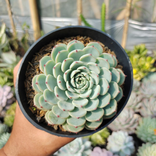 Echeveria Blue Minima Size 11 Cm, real gallery image #1 plants. Picture taken directly from kaktus.id community Echeveria farmer green houses.