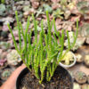 Crassula Muscosa, real gallery image #1 plants. Picture taken directly from kaktus.id community Crassula farmer green houses.