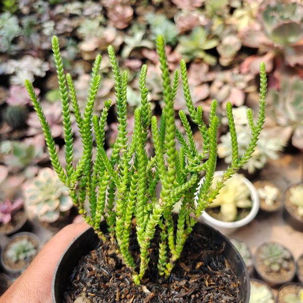 522. Crassula Muscosa ( Appendix II – Special Permit Needed* )