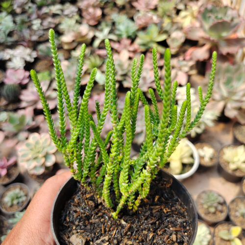 Crassula Muscosa, real gallery image #2 plants. Picture taken directly from kaktus.id community Crassula farmer green houses.