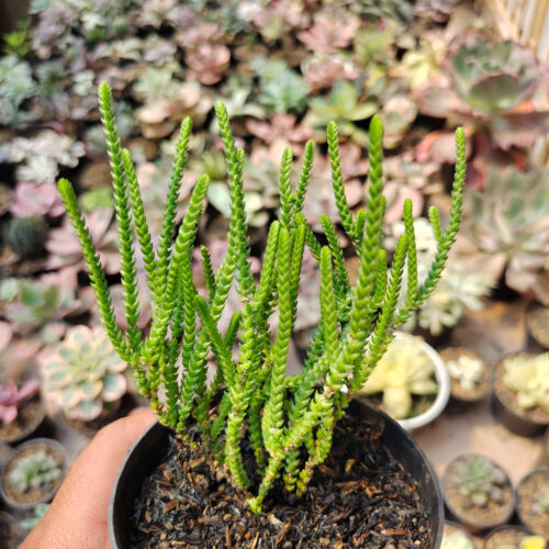 Crassula Muscosa, real gallery image #3 plants. Picture taken directly from kaktus.id community Crassula farmer green houses.