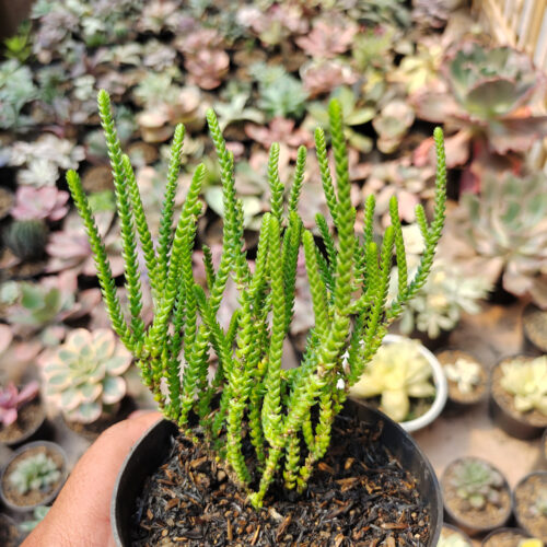 Crassula Muscosa, real gallery image #4 plants. Picture taken directly from kaktus.id community Crassula farmer green houses.