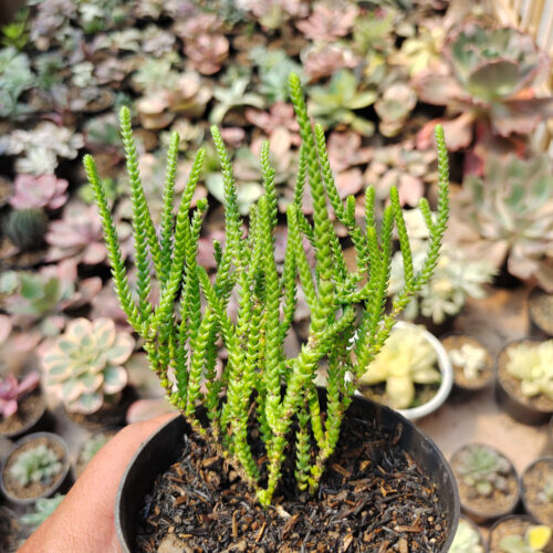 Crassula Muscosa, real gallery image #5 plants. Picture taken directly from kaktus.id community Crassula farmer green houses.