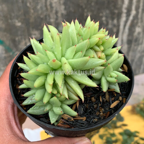 Echeveria Agavoides Aqua Marine Cristata, real gallery image #2 plants. Picture taken directly from kaktus.id community Echeveria farmer green houses.